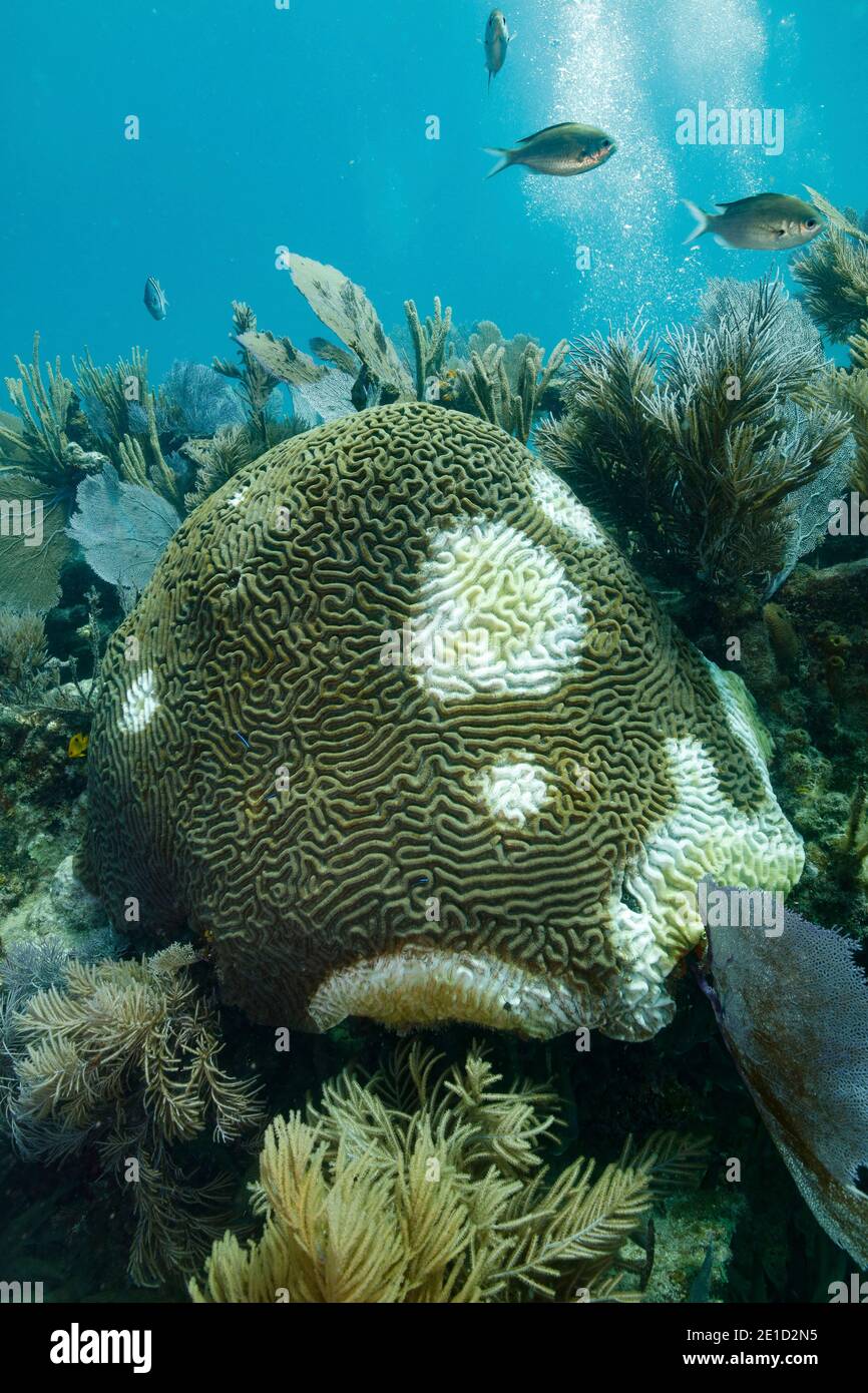 Symmetrisches Gehirn coralÃ‚Â (PseudodiploriaÃ‚Â strigosa), Key Largo, Florida, USA Stockfoto