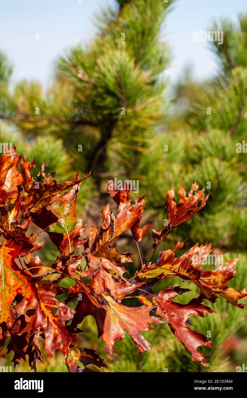 Landschaften an der Küste haben einen bunten Rand. Stockfoto