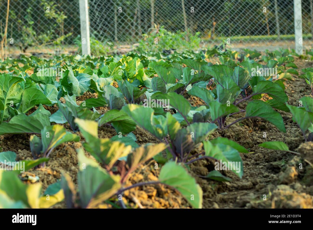 Blumenkohl Gemüsepflanzen Nahaufnahme Schüsse Stockfoto