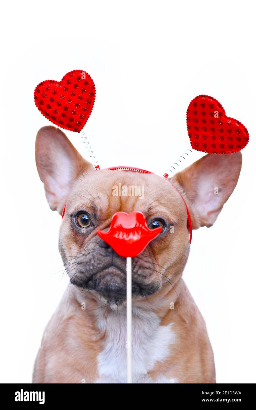 Ich Liebe Meinen Hund Stockfotos Und Bilder Kaufen Alamy