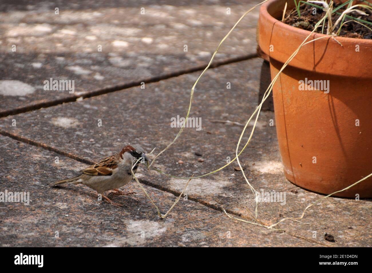 Ein Haussparrow 'Passer domesticus' sammelt Nistmaterial von einem Blumentopf auf der Terrasse eines Hauses in Somerset.UK Stockfoto