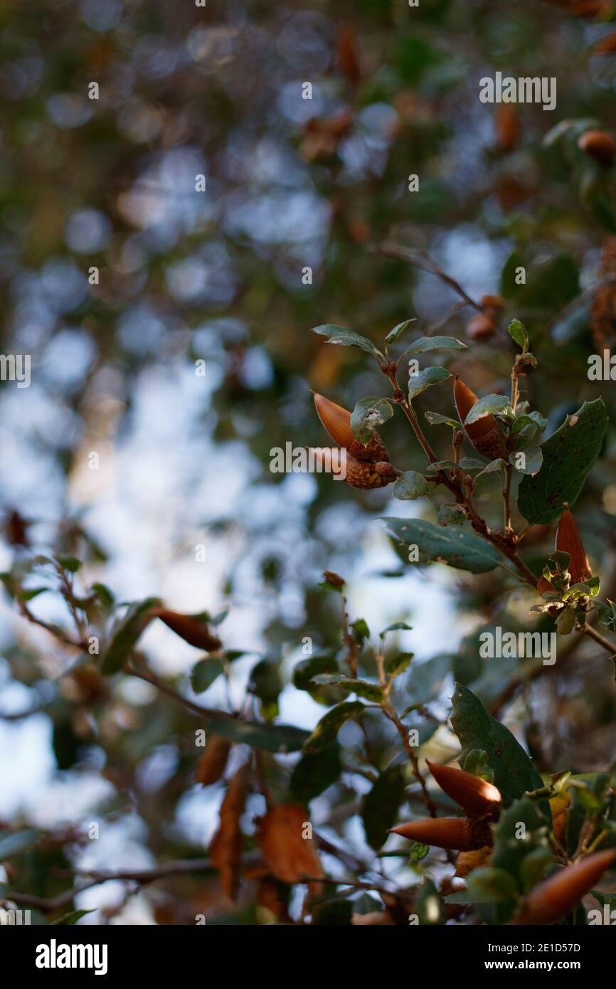 Acorn Nut Fruit, Coast Live Oak, Quercus Agrifolia, Fagaceae, einheimischer Baum, Franklin Canyon Park, Santa Monica Mountains, Transverse Ranges, Autumn. Stockfoto