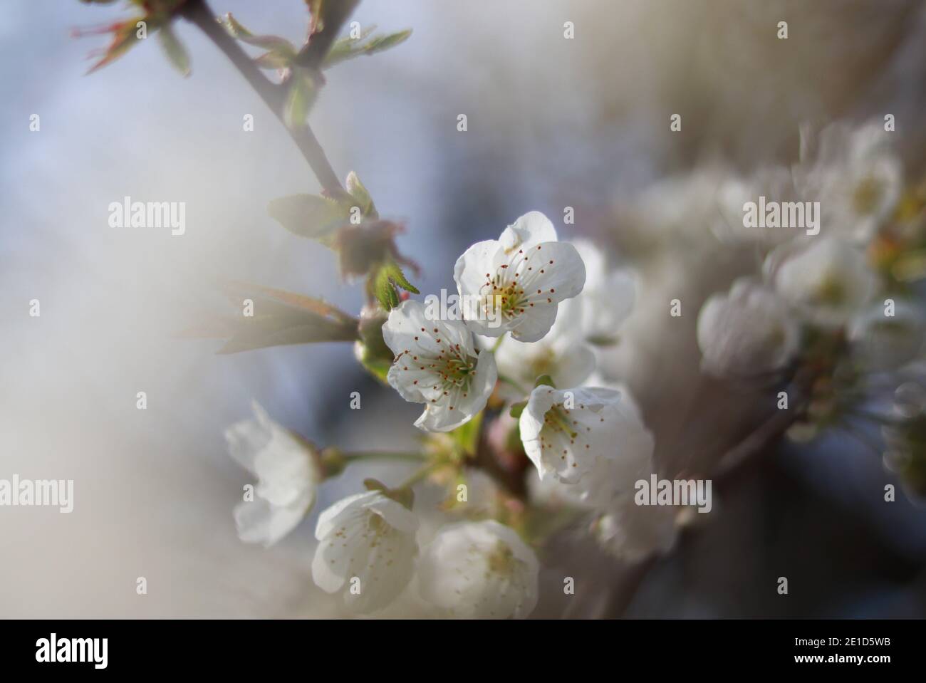 Makro auf Prunus avium, das für ihre saftigen Blüten besonders ist. Zwei wunderbare Blumen erwachen aus dem Winterschlaf. Rund um die Pflanzen sind verschwommen Shad Stockfoto