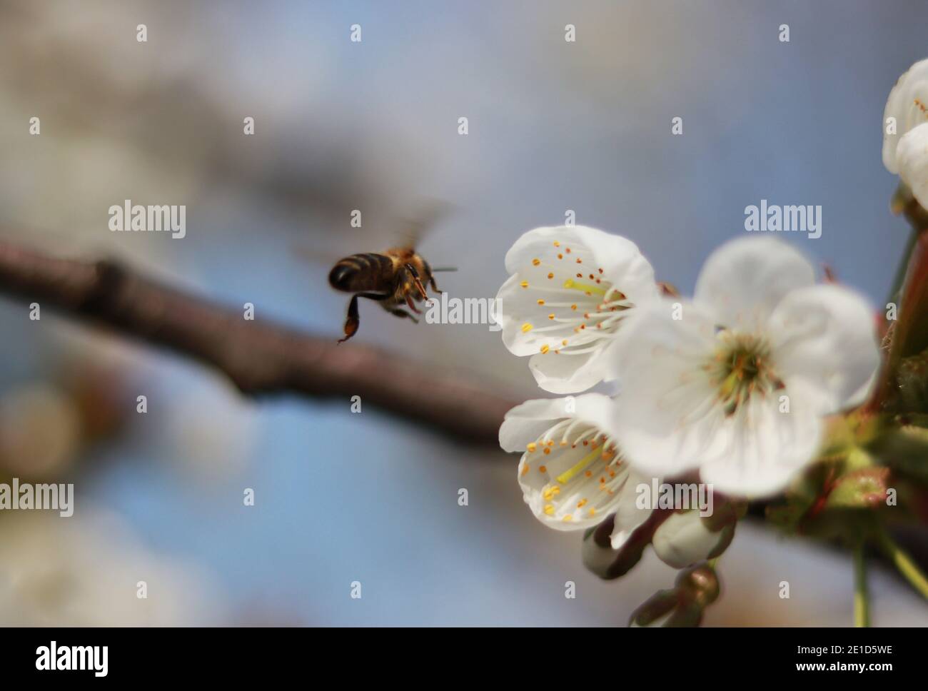Der mühsamste Arbeiter in der Insektenwelt fliegt wie ein Rennen, um so viel Pollen wie möglich zu sammeln. Detail auf Fliegen europäische Honigbiene und weißen Blosso Stockfoto