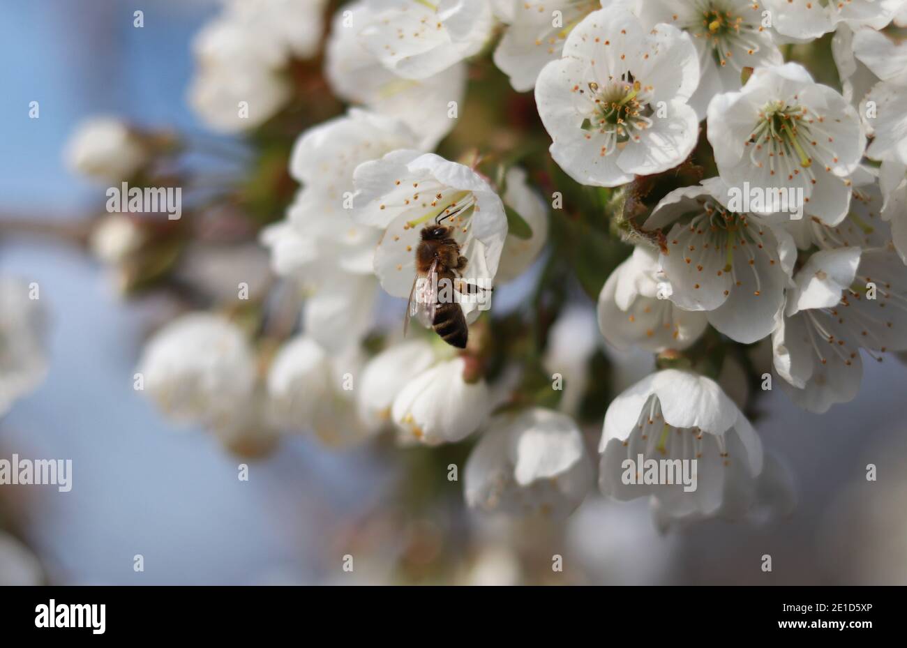 Niedliche Honigbiene mit kristallklaren Flügeln sucht nach der besten Blüte für gesammelte Pollen. Detail über den mühsamsten Arbeiter im Reich der Insekten. Stockfoto