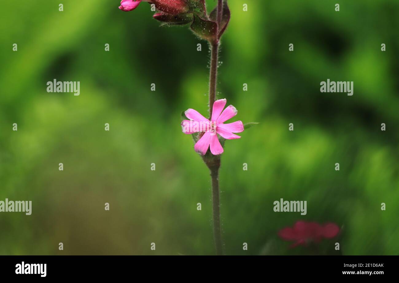 Geranium robertianum berühmt als Rotkehlchen, der Tod kommt schnell, Storchschnabel, Fuchsgeranie, stinkender Bob, Squinter-Pip. Roberts Geranie zwischen grünem Gemüse Stockfoto