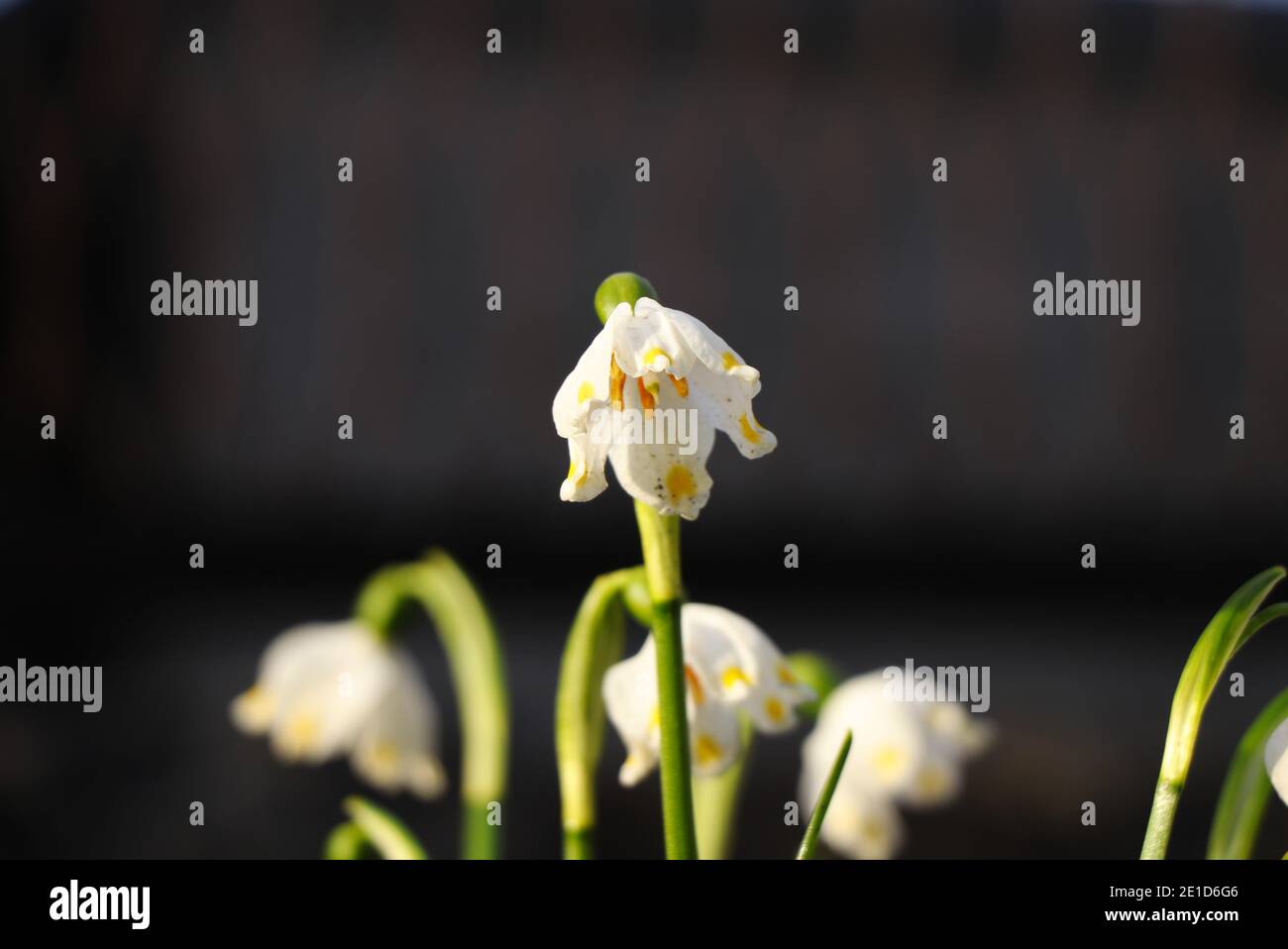 Blume mit gelben anstatt grünen Markierungen in der goldenen Stunde. Detail zum Leucojum vernum. Sprotte Blumen wachsen in diesen Tagen auf. Magische Atmosphäre. Ideal b Stockfoto