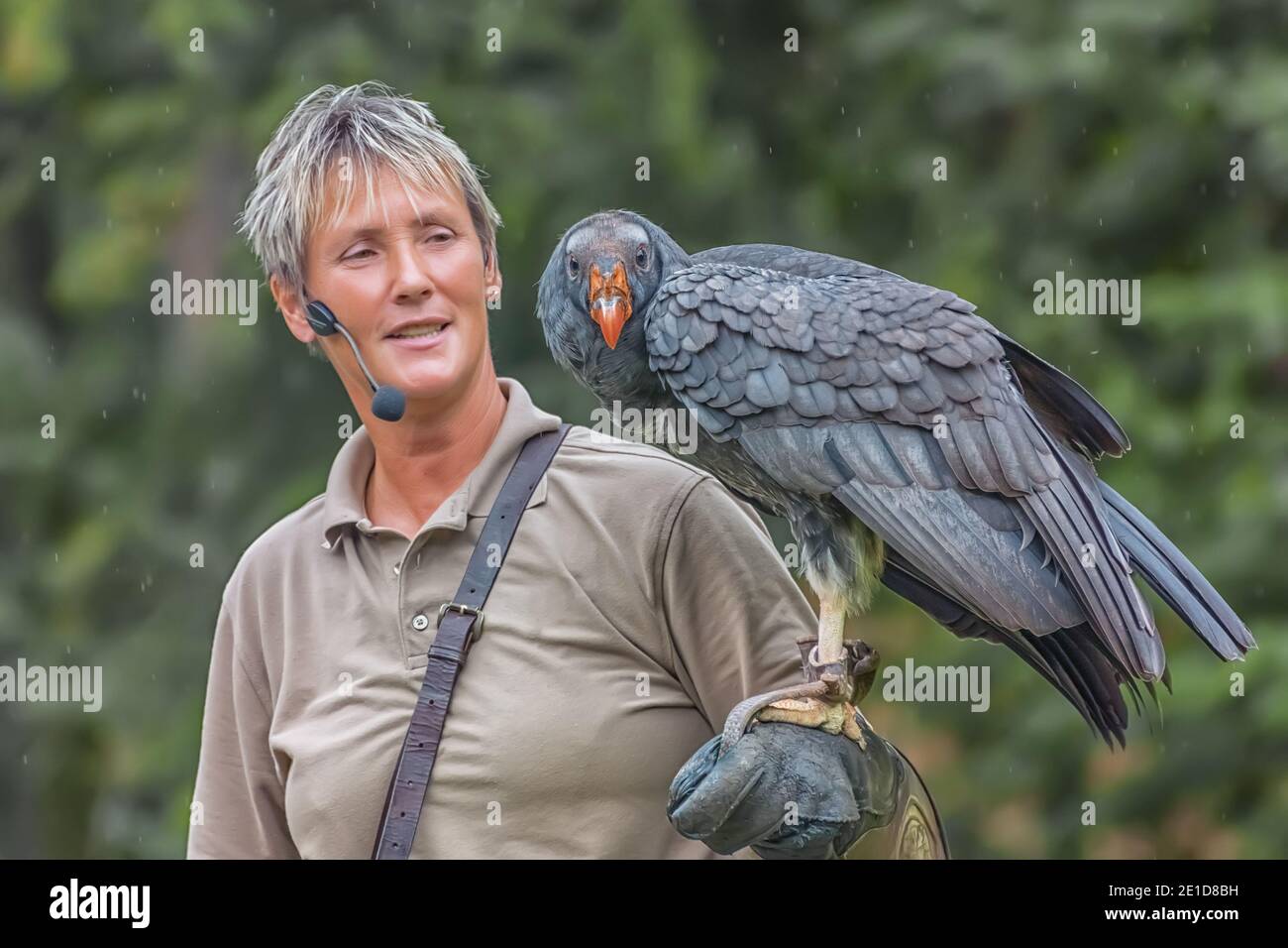 Der kalifornische Kondor, Gymnogips californianus, ein Geier der Neuen Welt, ist auf der Hand des Trainers. Vögel zeigen Nahaufnahme Stockfoto