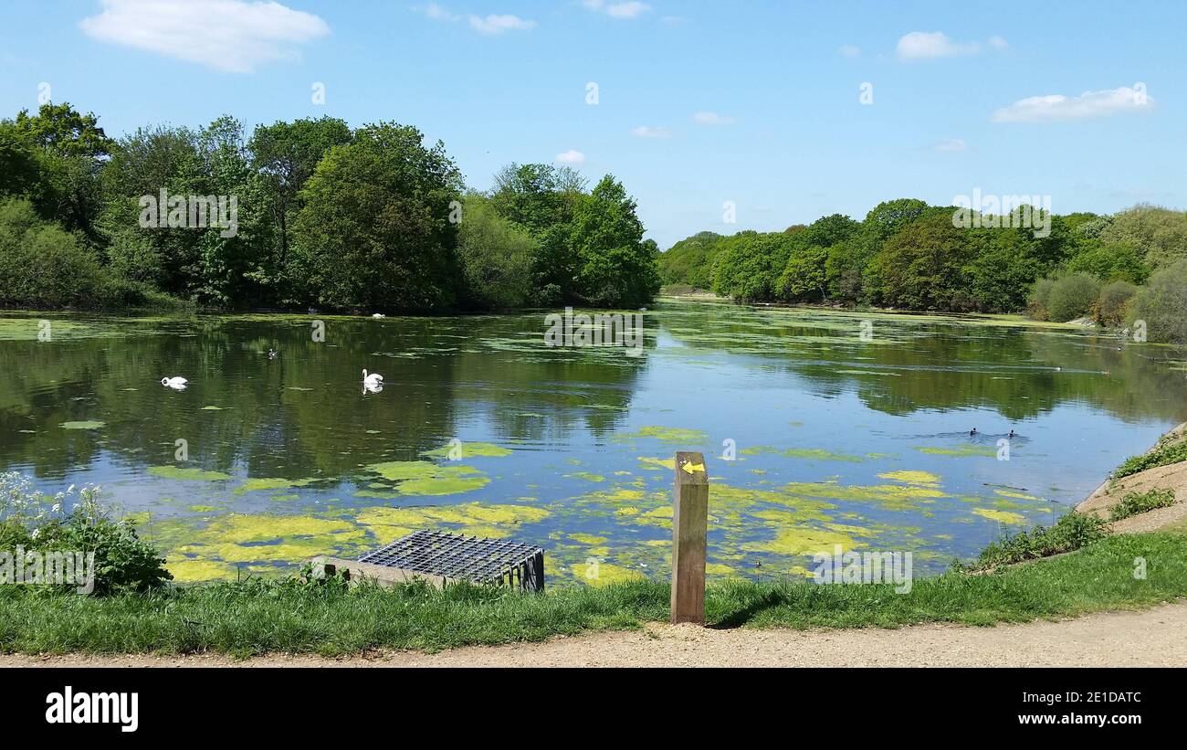 Barch Pond, Wanstead Park Stockfoto
