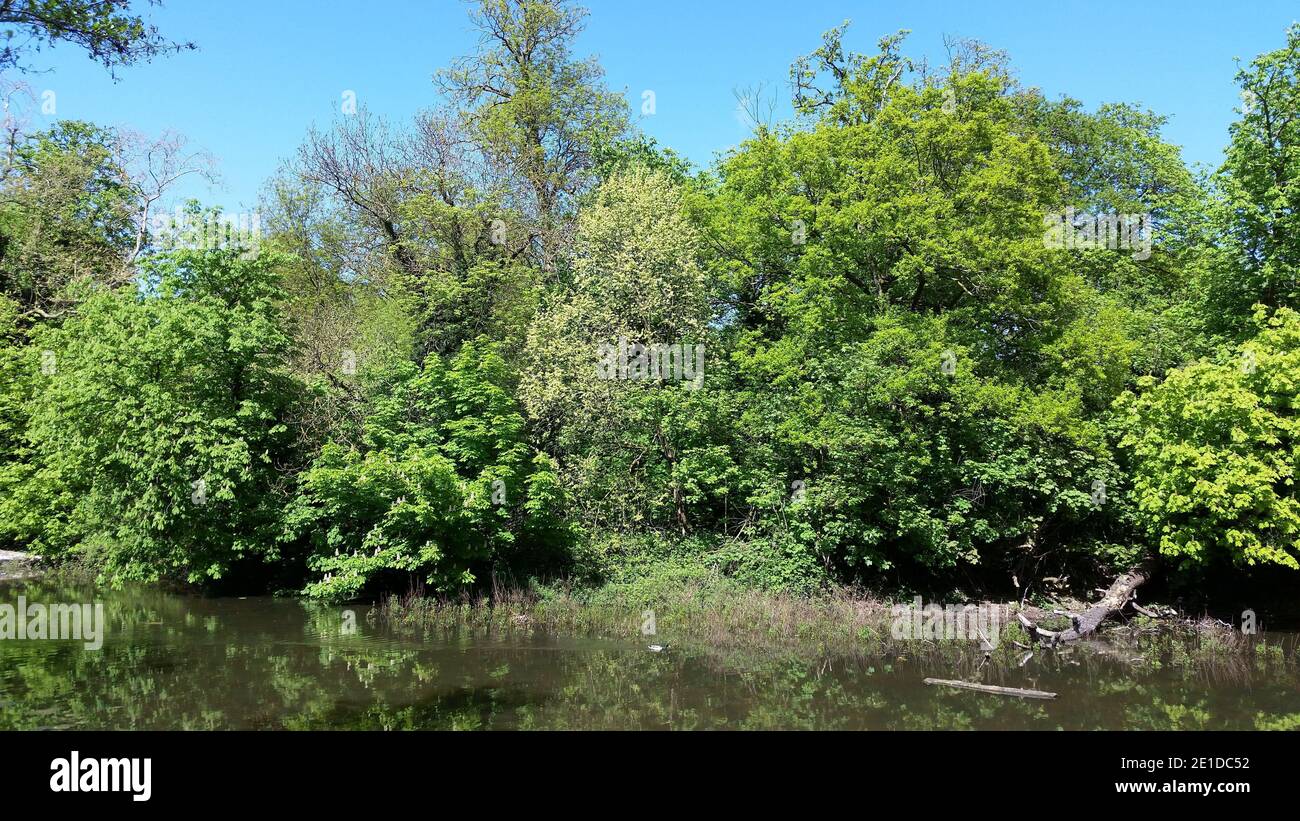 Ziergewässer, Wanstead Park Stockfoto