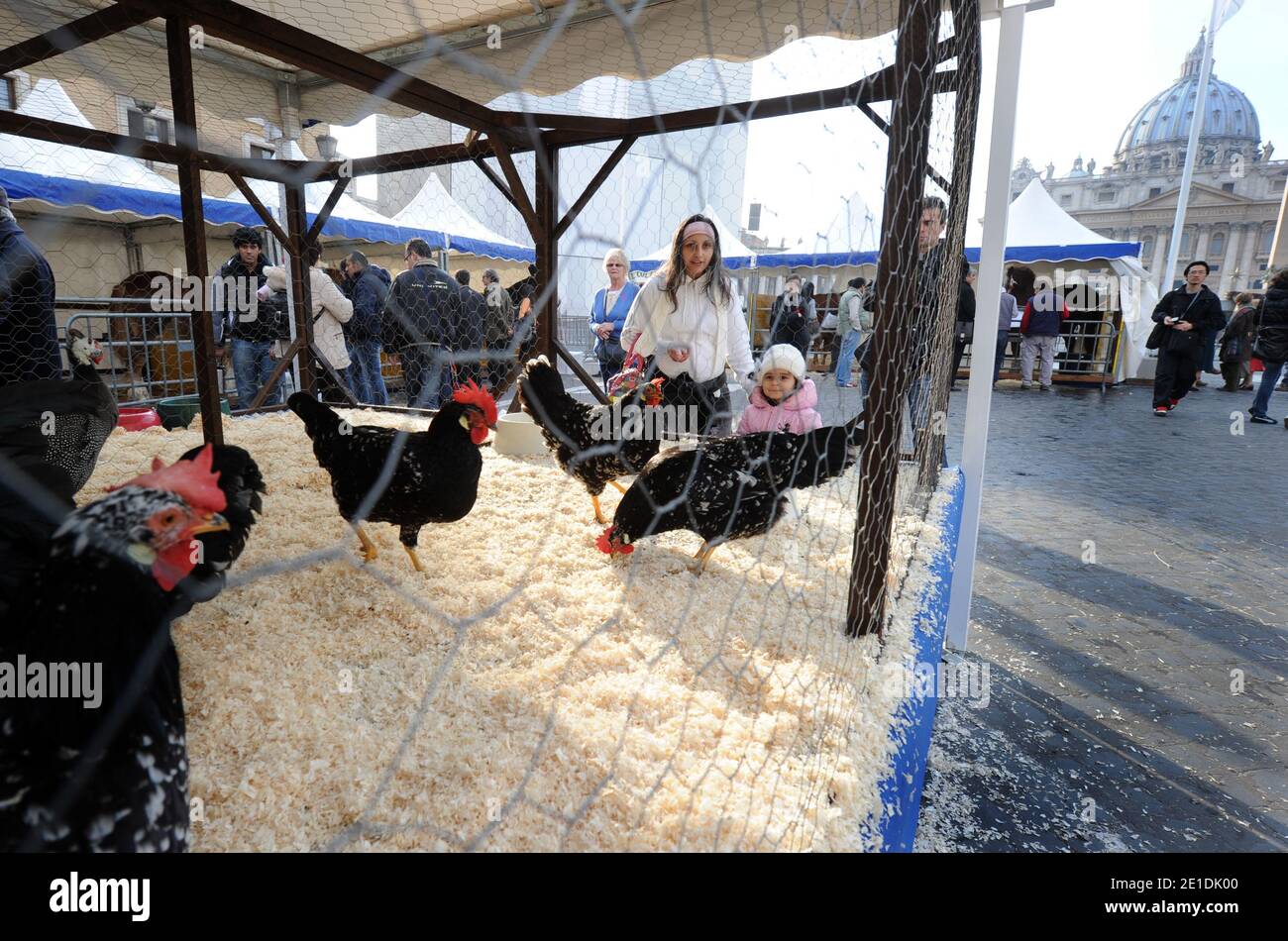 Pferde, Kühe, Hühner, Schweine, Enten und Schiffe tropften am 17,2011. Januar auf dem Petersplatz im Vatikan auf der Suche nach dem Segen zum Tag des heiligen Antonius für den schutzpatron der Tiere. Jedes Jahr nimmt der italienische Züchterverein an diesem traditionellen Fest vor dem Petersdom Teil. Der 17. Januar markiert den Tag des heiligen Antonius des Abtes, des offiziellen schutzpatrons der Tiere und des traditionellen Segens der Tiere. FOTO von Eric Vandeville/ABACAPRESS.COM Stockfoto