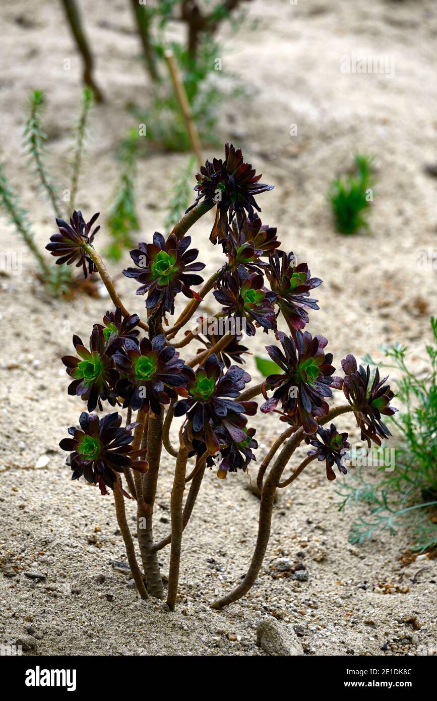 aeonium arboreum, immergrün, saftig, dunkel, schwarz, burgunderrot,  Rosette, Rosetten, Laub, Blätter, verdrehter Stamm, Blumen, blühend,  saftig, Sukkulenten, RM Flora Stockfotografie - Alamy