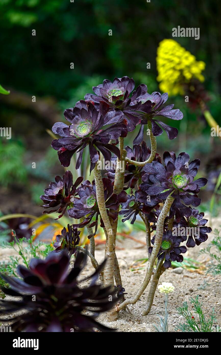 aeonium arboreum, immergrün, saftig, dunkel, schwarz, burgunderrot,  Rosette, Rosetten, Laub, Blätter, verdrehter Stamm, Blumen, blühend,  saftig, Sukkulenten, RM Flora Stockfotografie - Alamy