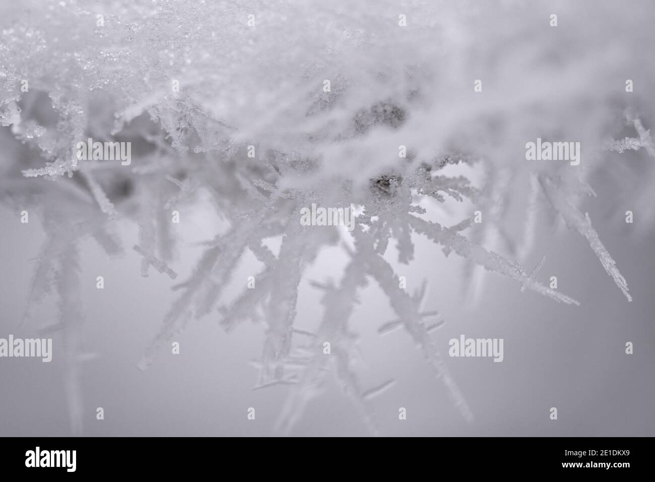 Nahaufnahme von scharfen Rimieiskristallen und Frost am Baum Verzweigung Stockfoto