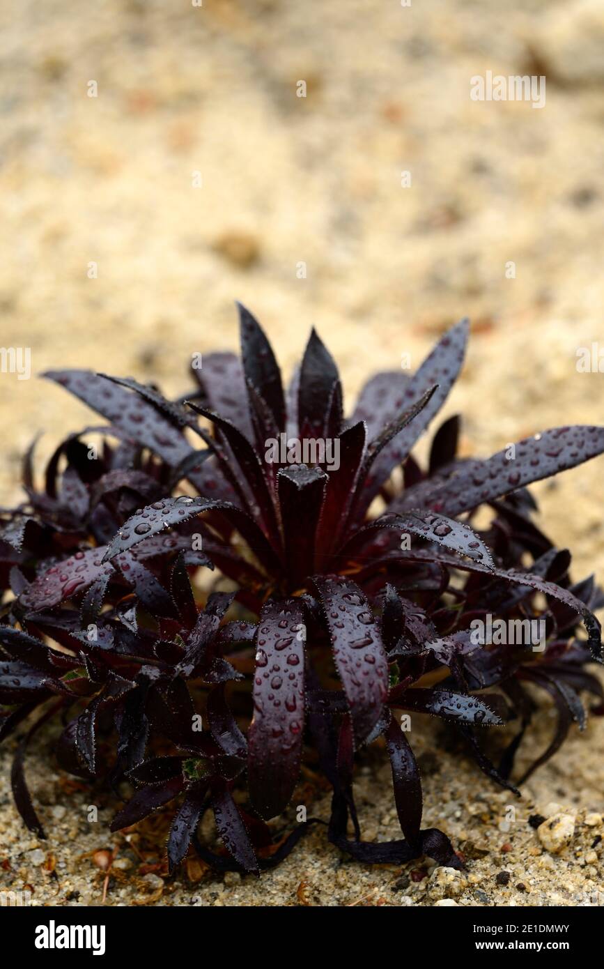 aeonium logan Rock, verzweigtes Aeonium, lange schlanke Blätter, dunkelviolette Blätter, dunkelviolettes Laub, RM Blumen Stockfoto