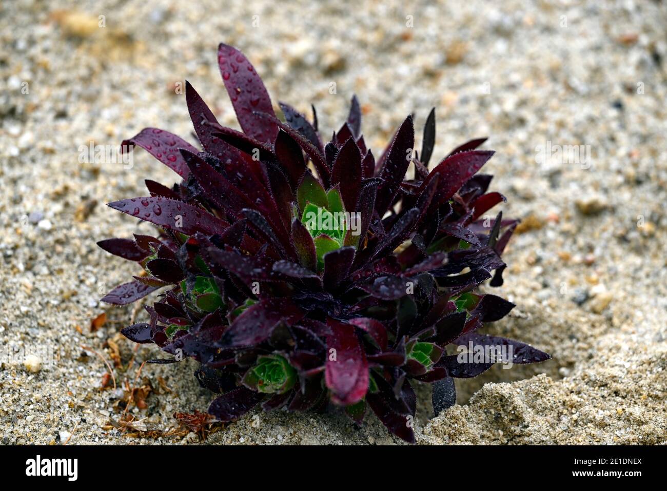 aeonium Fackelträger, enge kompakte Wuchsform, dunkelviolette Blätter, dunkelviolettes Laub, saftig, Sukkulenten, RM floral Stockfoto