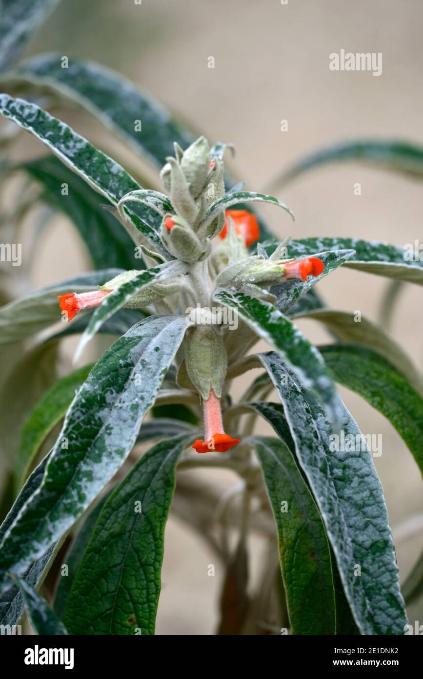 Buddleja speciosissima, orange Blumen, orange hermaphroditische Blumen, grün grau Laub, grün grau Blätter, Garten, Buddlejas, brasilianischen Strauch, RM Blumen Stockfoto