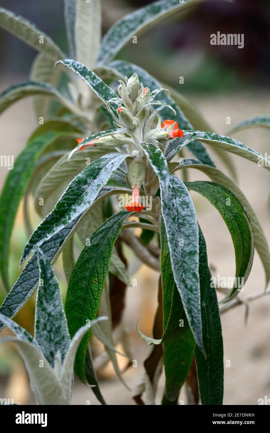 Buddleja speciosissima, orange Blumen, orange hermaphroditische Blumen, grün grau Laub, grün grau Blätter, Garten, Buddlejas, brasilianischen Strauch, RM Blumen Stockfoto