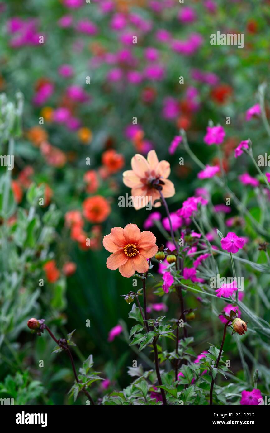 Dahlia Happy Single Date, Lychnis Hill Grounds, Rose campion Hill Grounds, magenta rosa Blumen, magenta rosa Blume, orange Dahlia, orange und rosa Blume Stockfoto