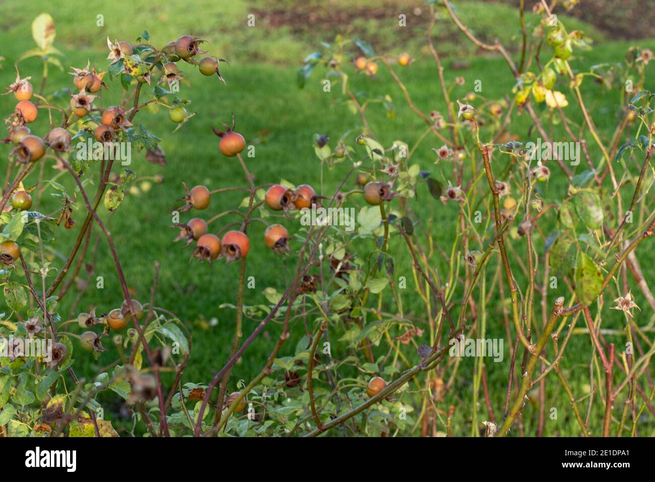 Hagebutten bei strahlendem Herbstsonnenschein Stockfoto