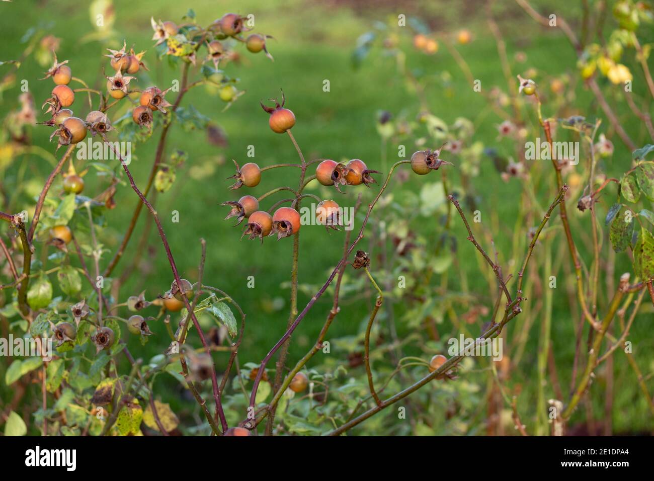 Hagebutten bei strahlendem Herbstsonnenschein Stockfoto