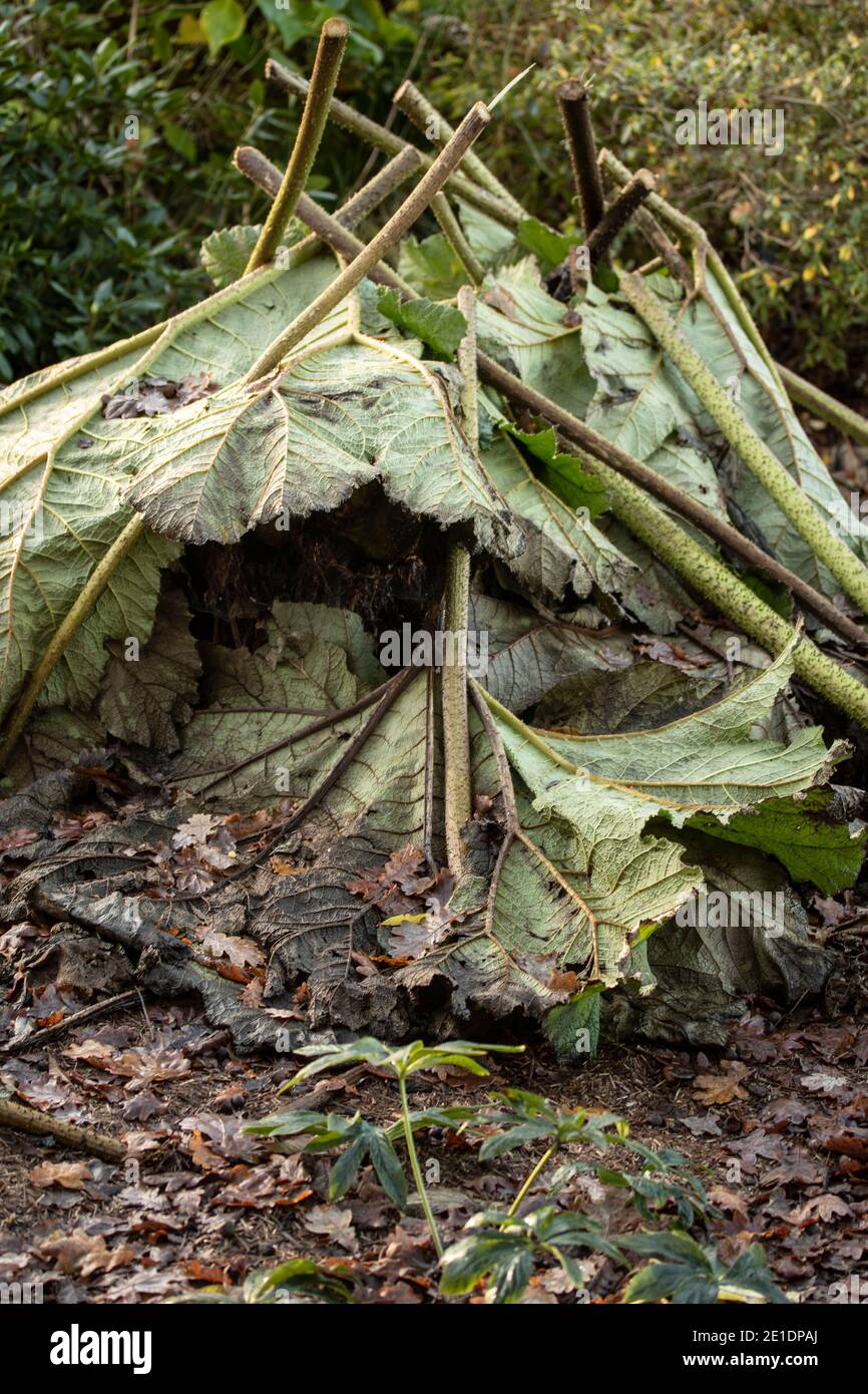 Gunnera Tinctoria Blätter decken Wurzel der Pflanze in Vorbereitung für Winter Stockfoto