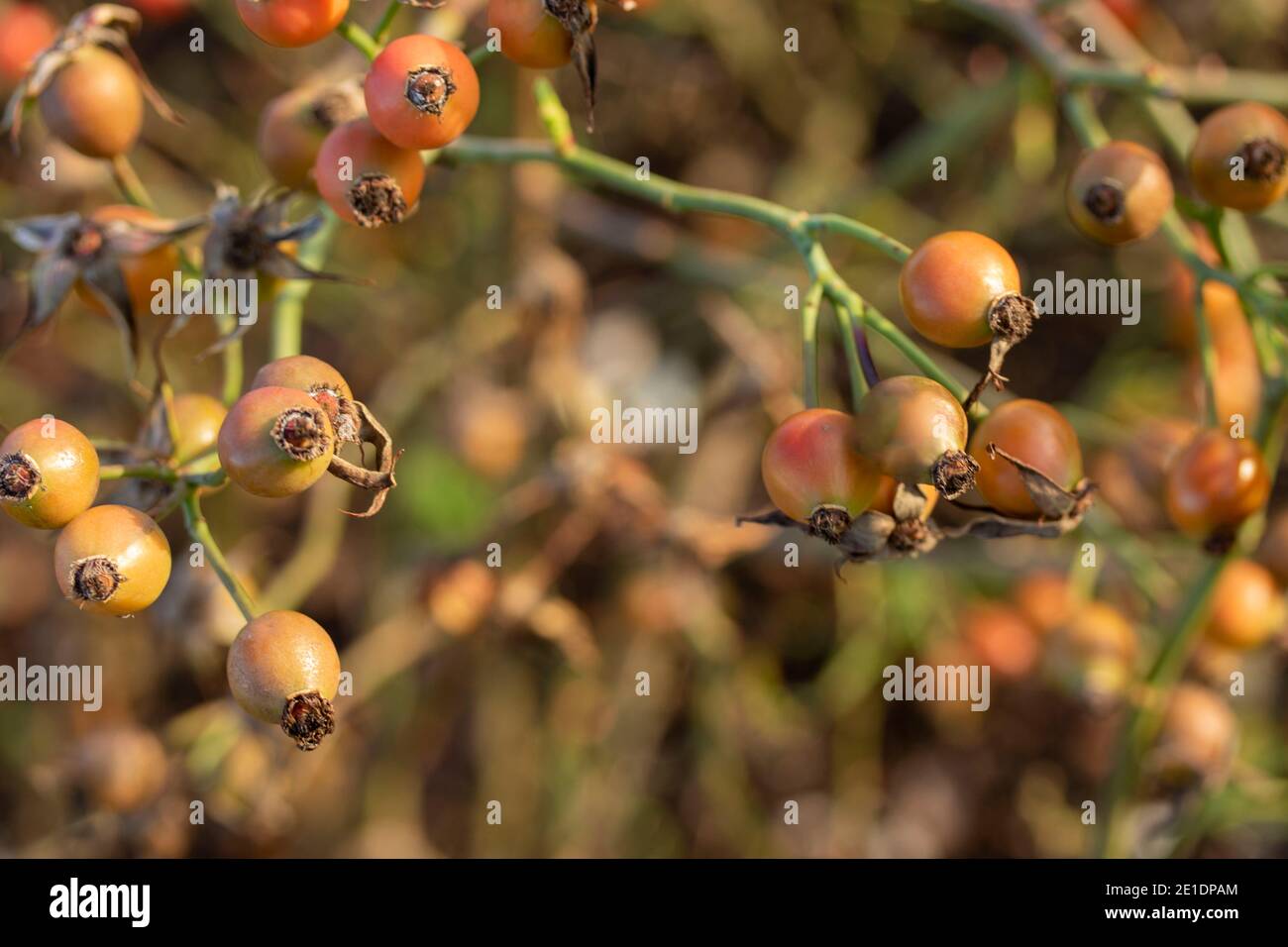 Hagebutten bei strahlendem Herbstsonnenschein Stockfoto