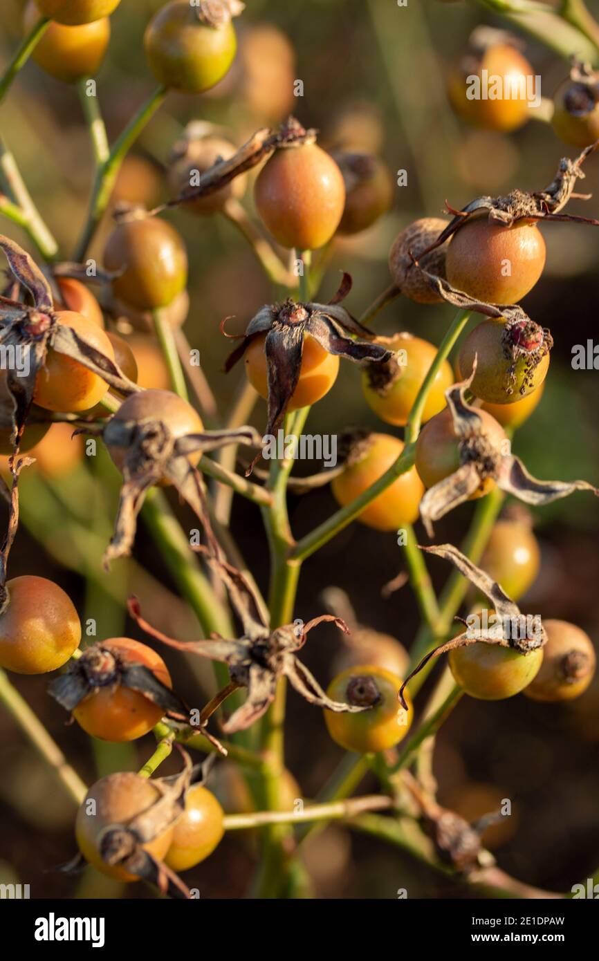 Hagebutten bei strahlendem Herbstsonnenschein Stockfoto