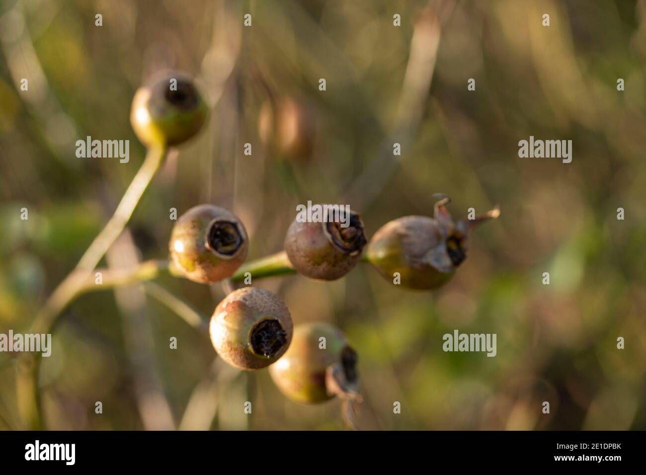 Rosa (Rose) 'der großzügige Gärtner', natürlich blühendes Pflanzenportrait Stockfoto