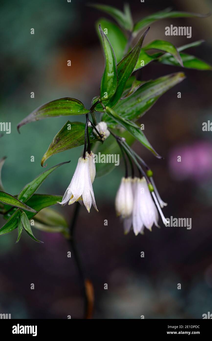 Disporum, Zwerg, weiße Blumen, dunkle Stiele, Blume, Blumen, Blüte, Garten, RM Floral Stockfoto