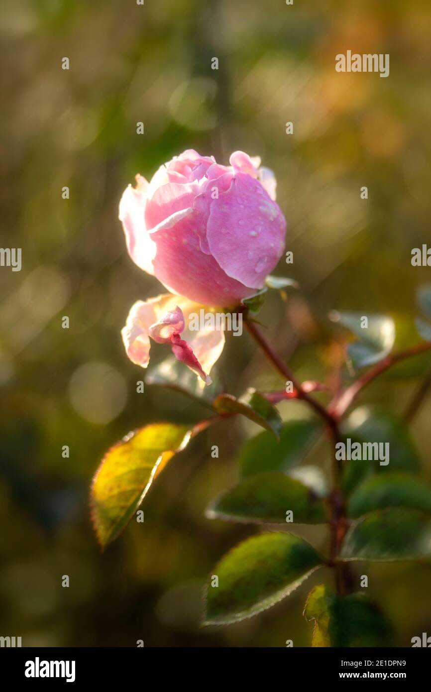 Rosa (Rose) 'der großzügige Gärtner', natürlich blühendes Pflanzenportrait Stockfoto