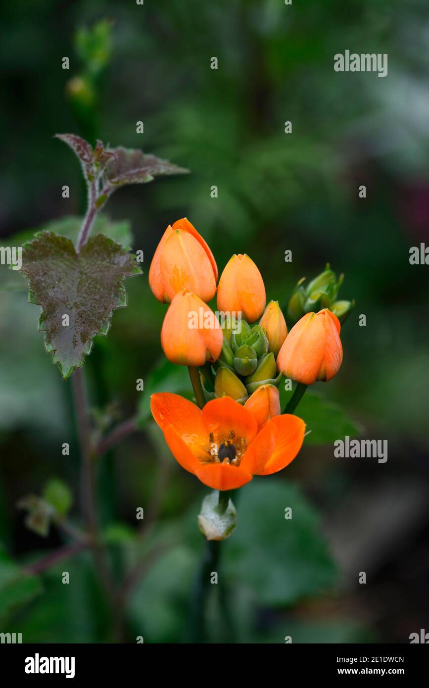 Stern Der Bethlehem Blume Stockfotos Und Bilder Kaufen Alamy