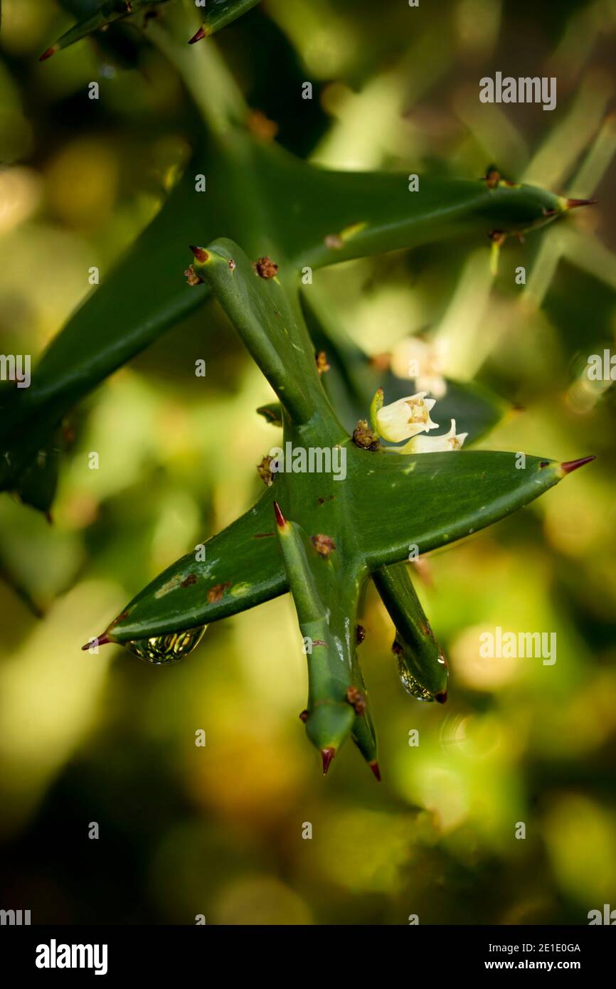 Colletia paradoxa nach Regen zeigt Struktur und Blumen mit heraus Des Fokushintergrundes Stockfoto