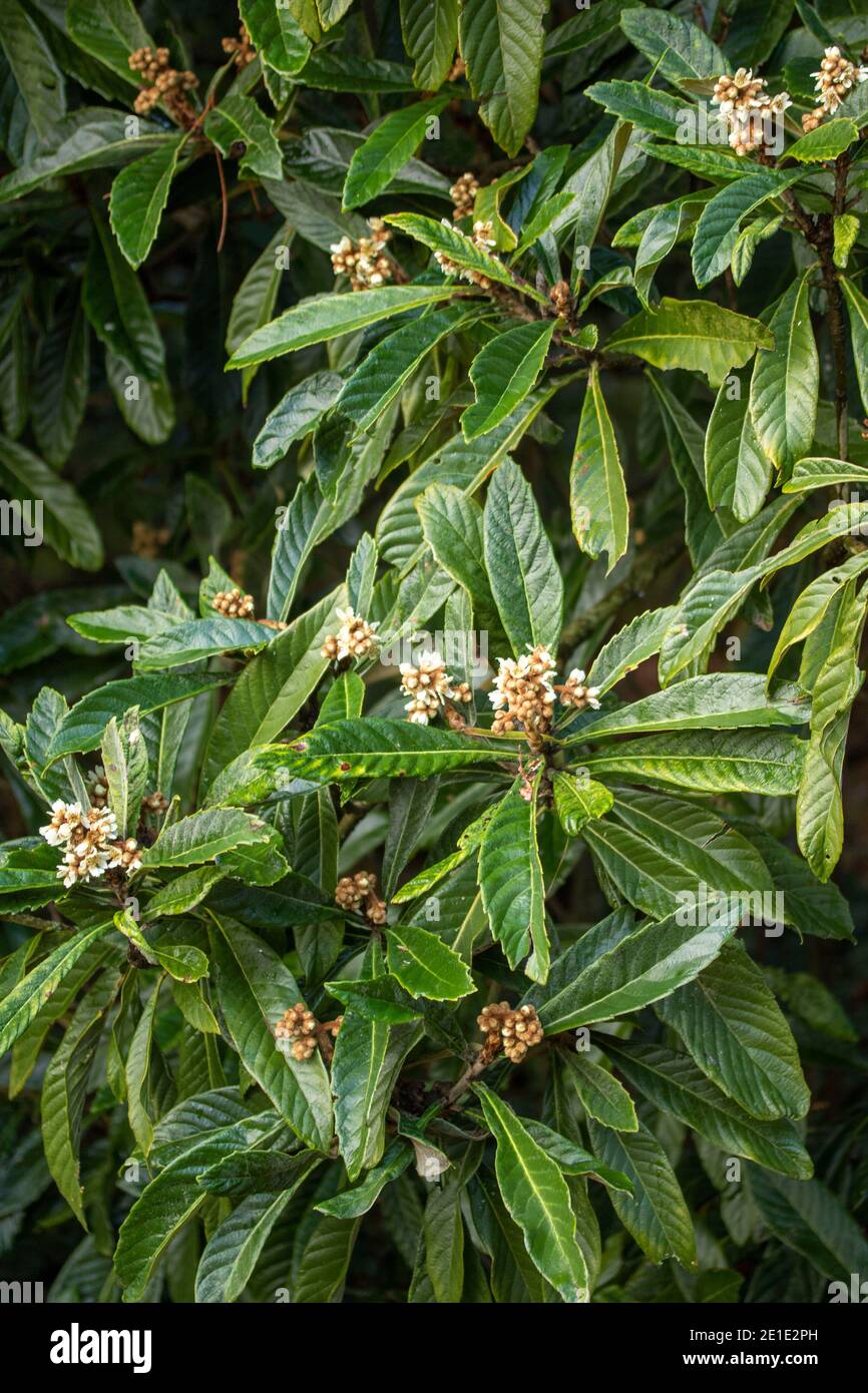 Eriobotrya japonica (Loquat-Baum) mit Knospen im Winter Stockfoto