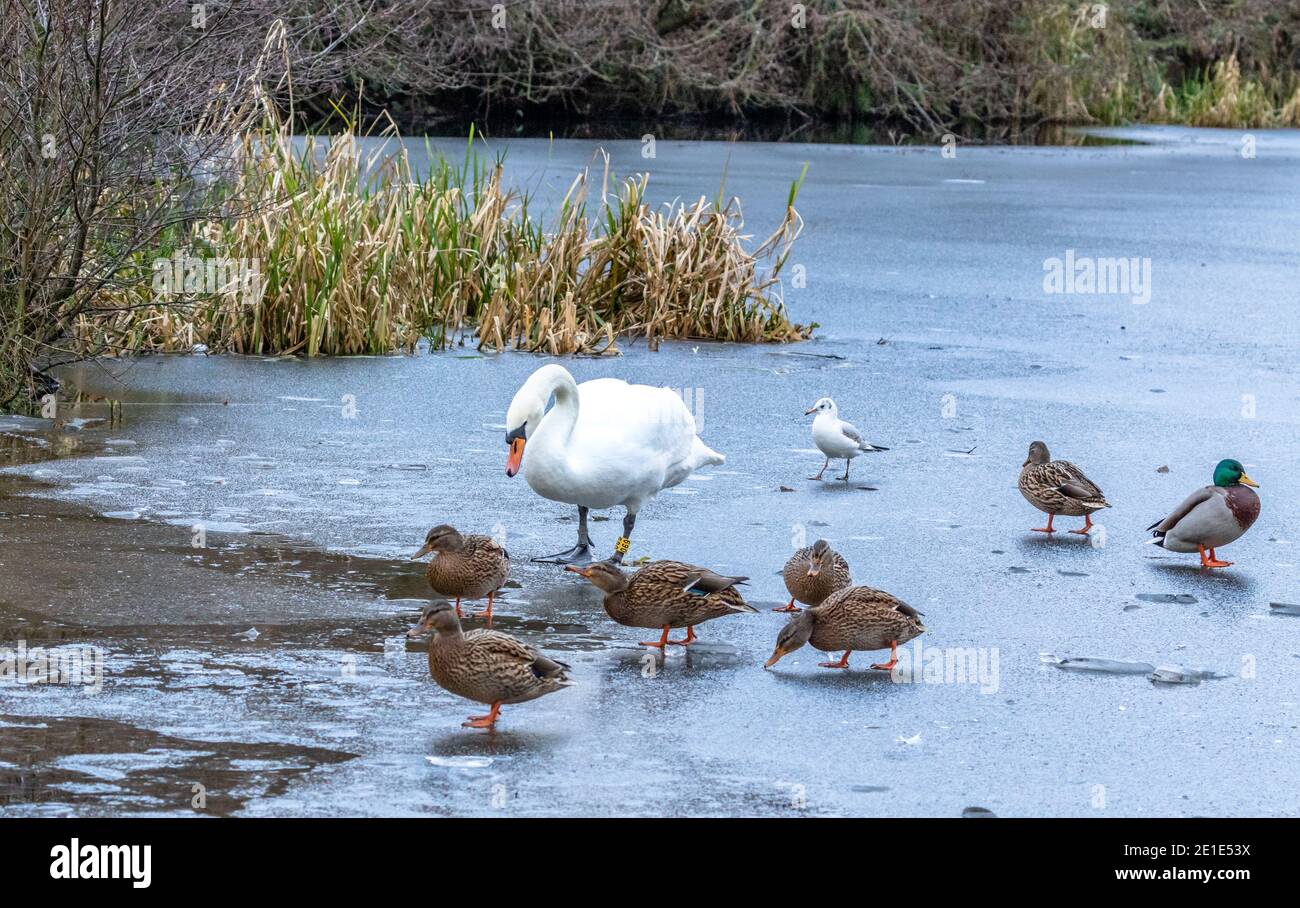 Stumme Schwäne und Enten auf einem gefrorenen See in Baildon, Yorkshire, England. Stockfoto