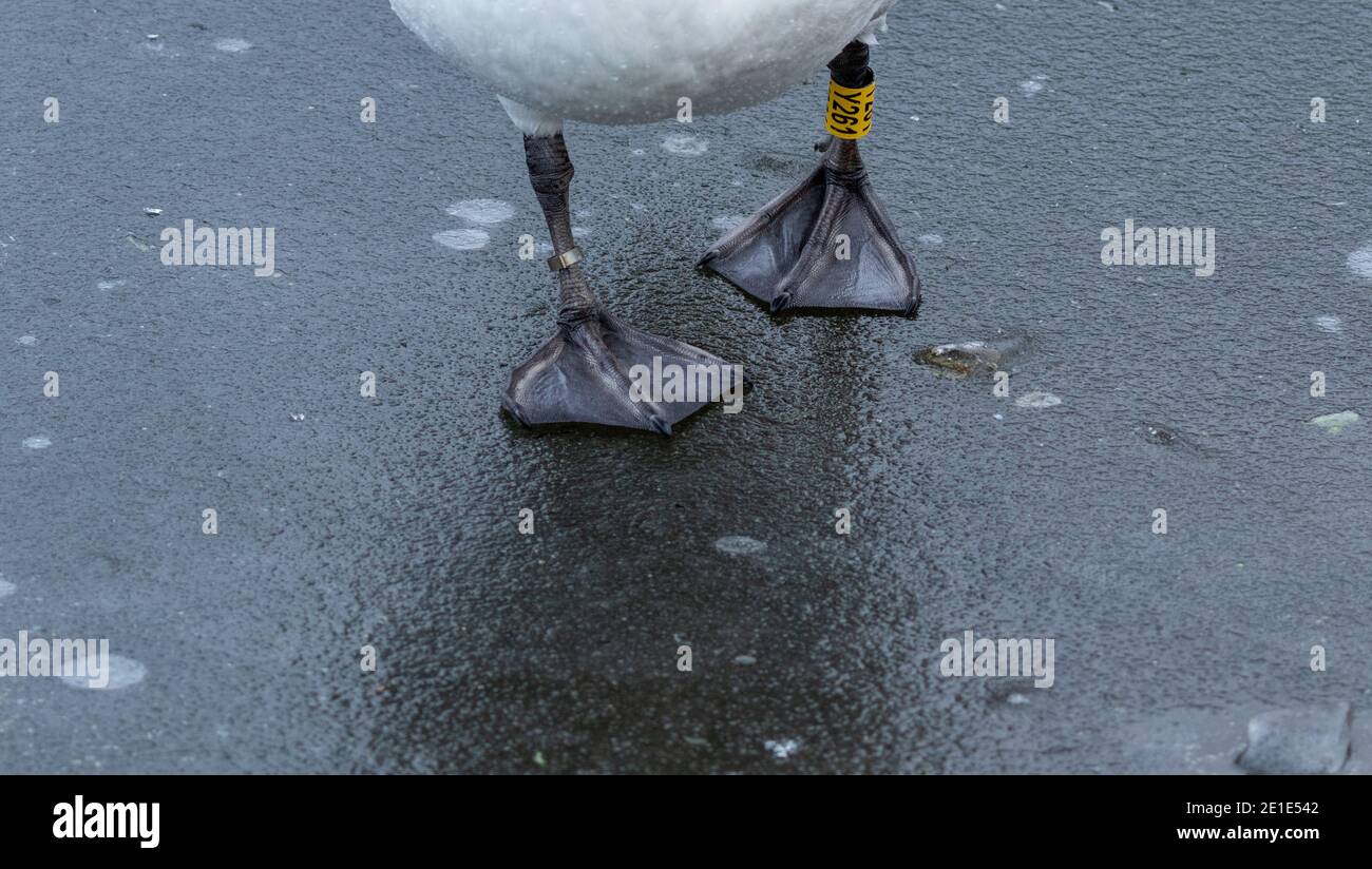 Stumme Schwan webbed Füße Wandern auf einem gefrorenen See. Ein Bein des Schwans ist beringt. Stockfoto