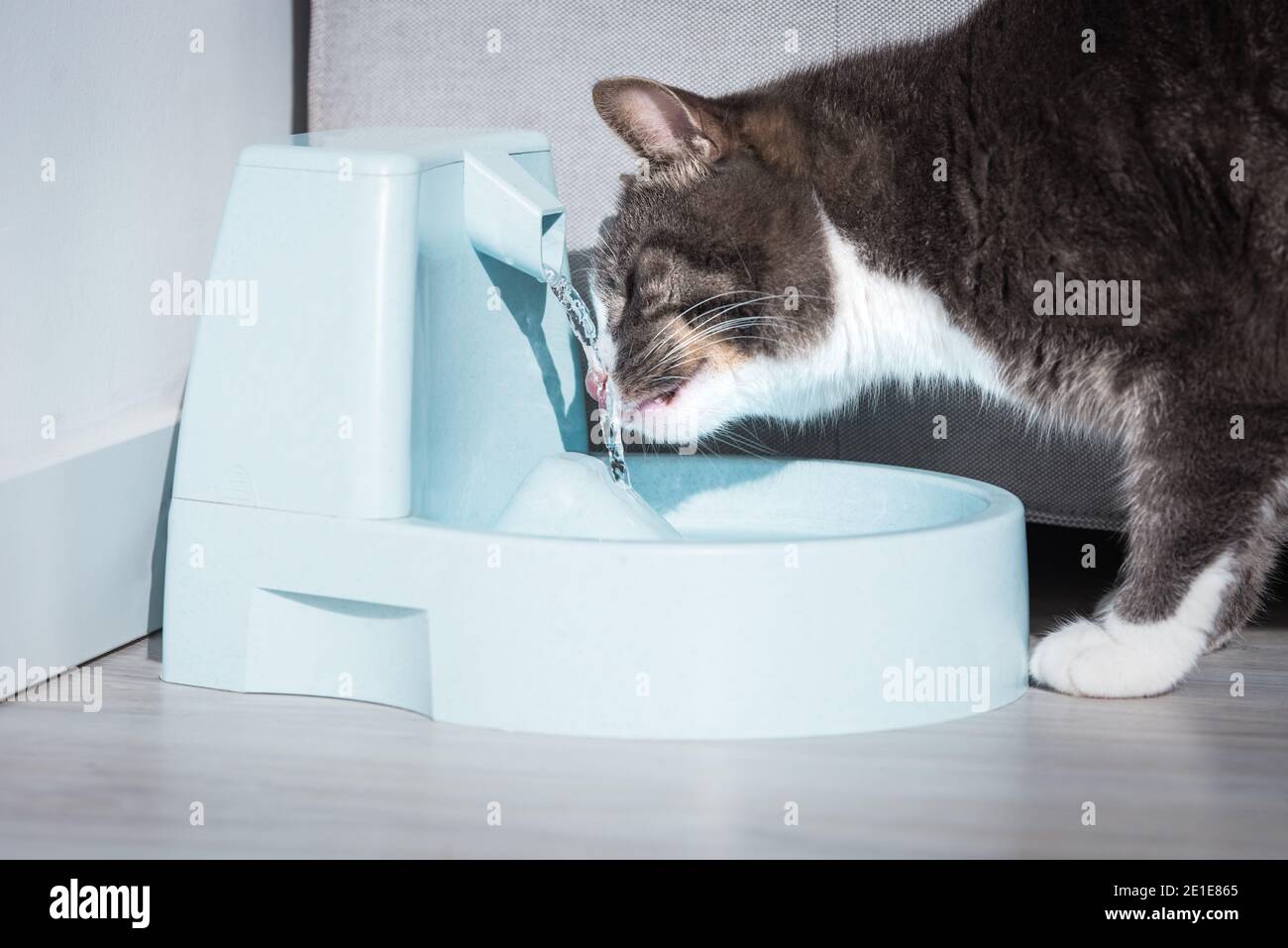 Nette Katze trinken aus Wasserspender oder Brunnen. PET-Durst. Austrocknung bei einer Katze Stockfoto