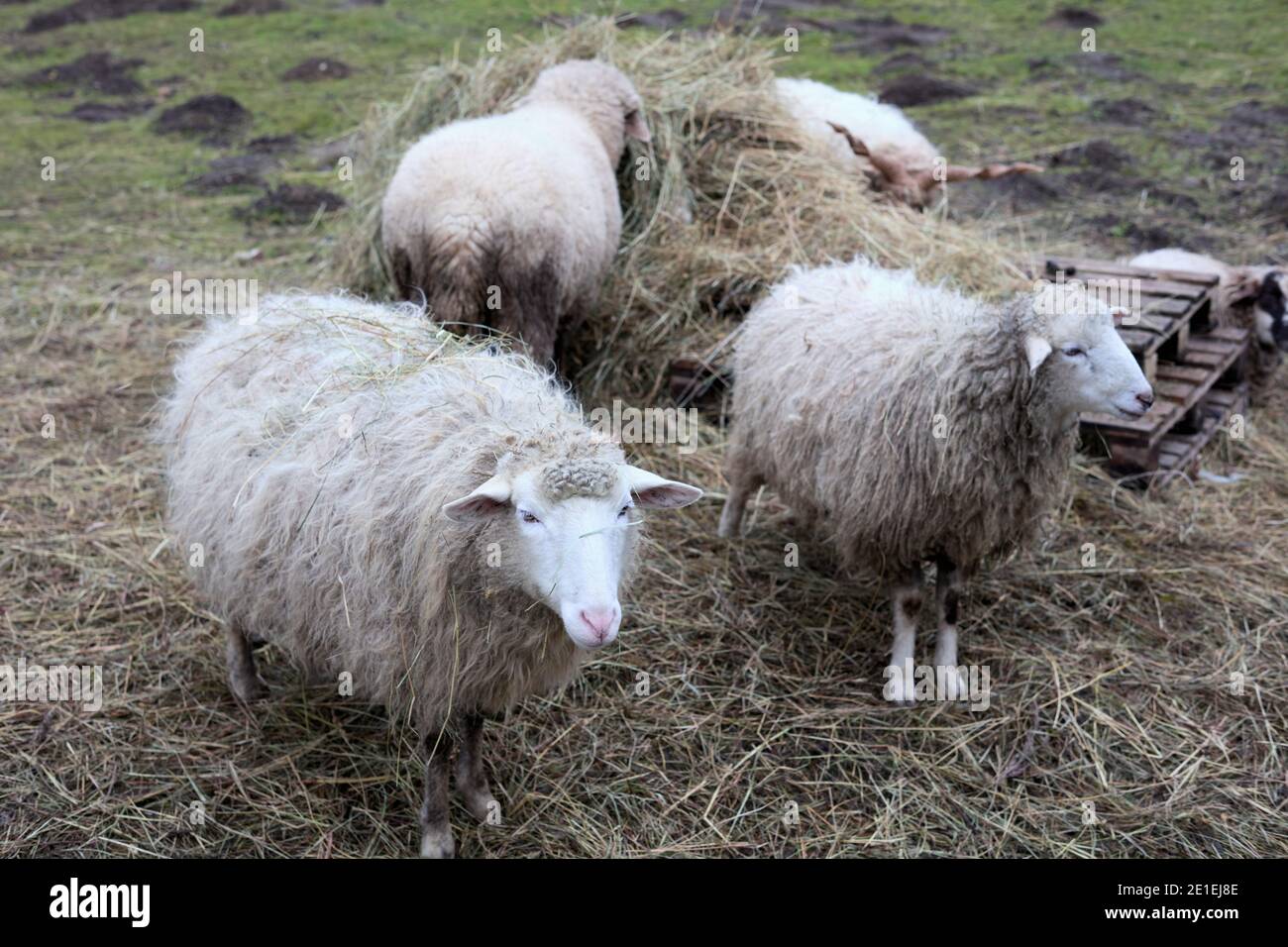 Schafe in Terchova, Orava, Slowakei Stockfoto