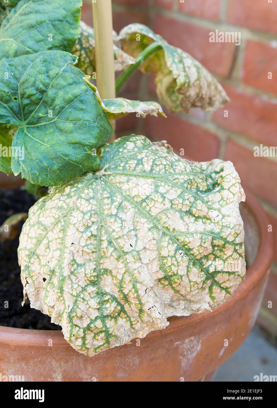 Gurkenmosaik-Virus wächst auf den Blättern einer Gurkenpflanze in einem Garten. England, Großbritannien Stockfoto