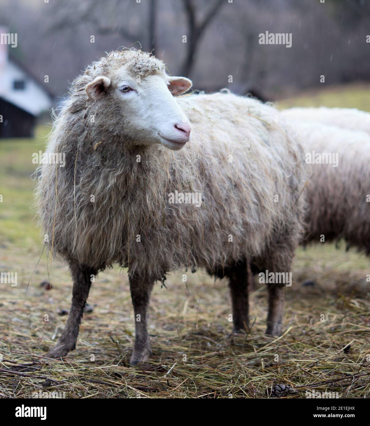 Schafe in Terchova, Orava, Slowakei Stockfoto