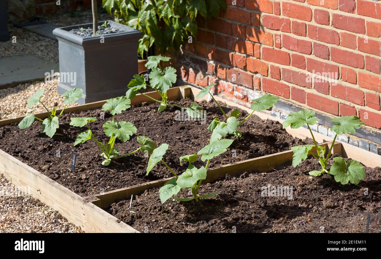Zucchini-Pflanzen, die im Frühjahr in einem Hochbeet in einem Garten wachsen. England, Großbritannien Stockfoto