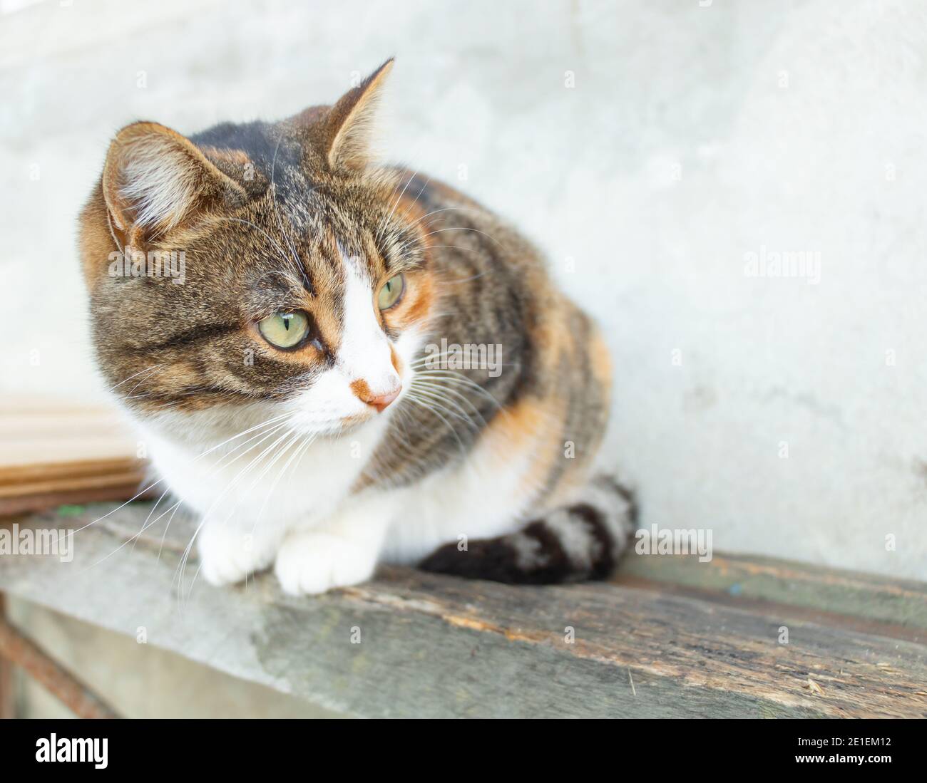 Eine schöne Katze denkt und schaut in eine Richtung Stockfoto