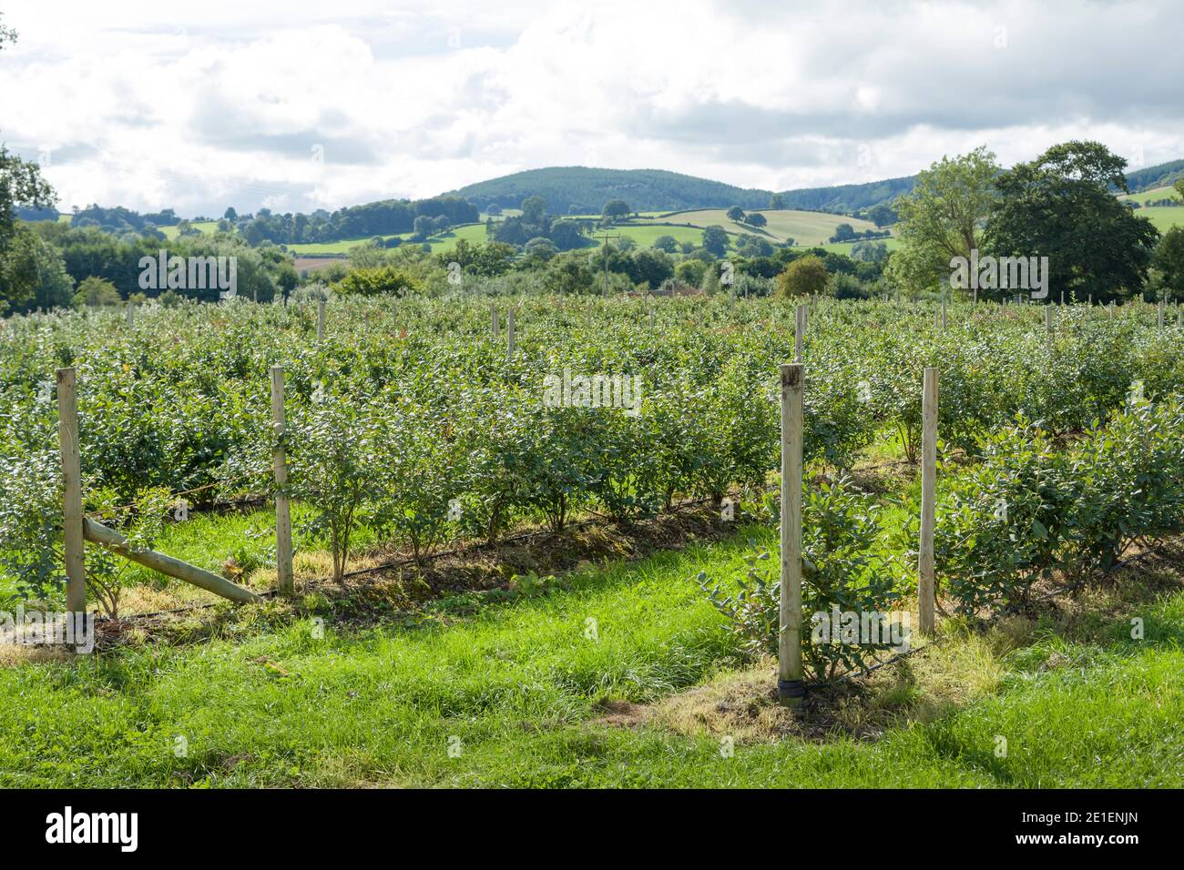 Ein Obstgarten mit Heidelbeersträuchern auf einer Heidelbeerfarm in Shropshire Hills, Großbritannien Stockfoto