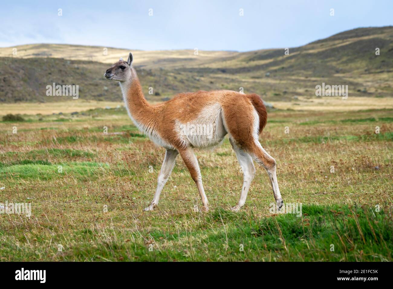 Guanaco, Nationalpark Torres del Paine, Magallanes Region, Patagonien, Chile Stockfoto