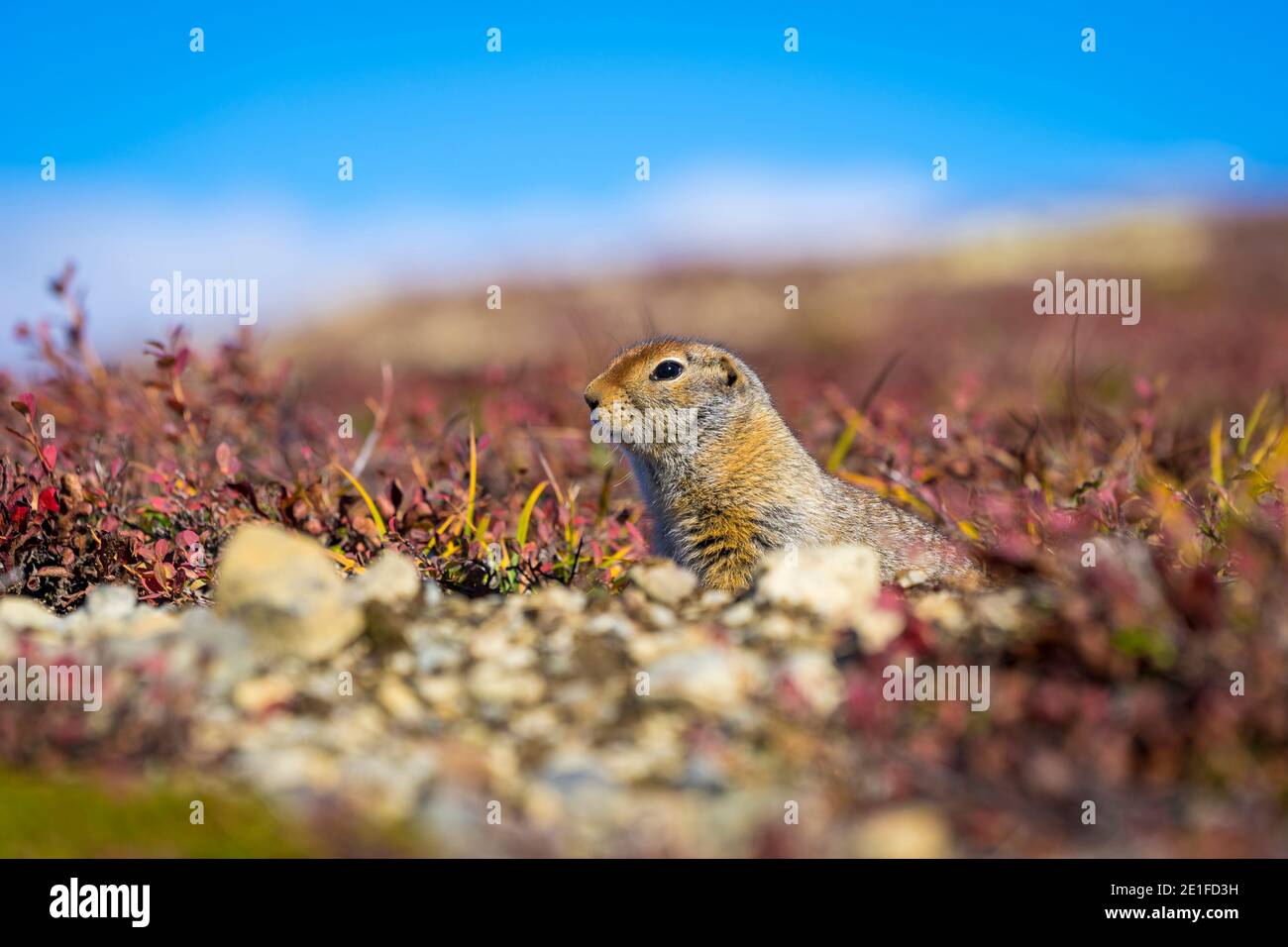Hoary Murmeltier (Marmota caligata), Denali National Park and Preserve, Alaska Stockfoto
