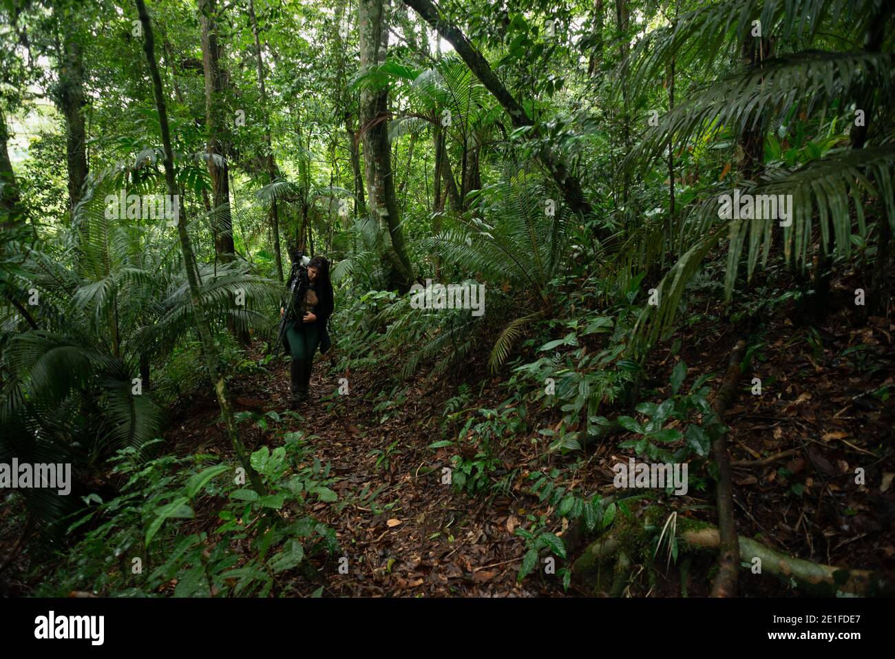 Eine Frau, die Fotoausrüstung trägt, die einen Weg in der geht Atlantischer Regenwald von Süd-Brasilien Stockfoto