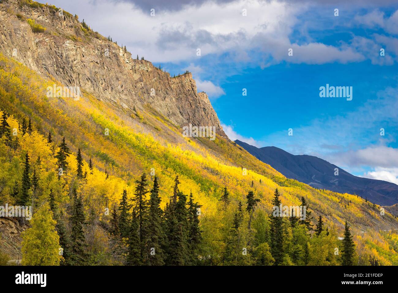 Gelbe Bäume wachsen auf Bergseite in der Nähe von Long Lake im Herbst, Glenn Highway, Southcentrale Alaska, Alaska, USA Stockfoto