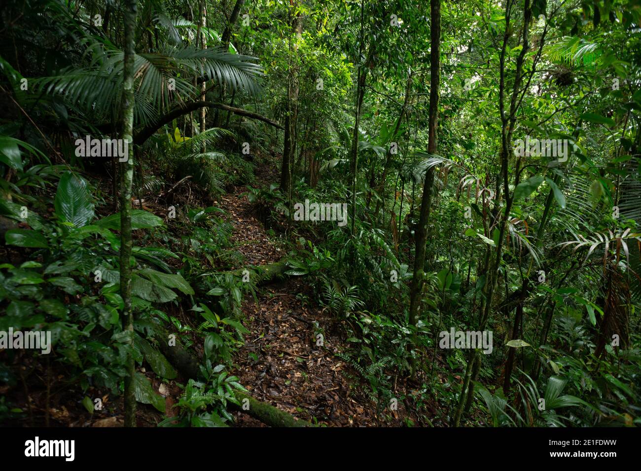 Ein Pfad im Atlantischen Regenwald von Süd-Brasilien Stockfoto