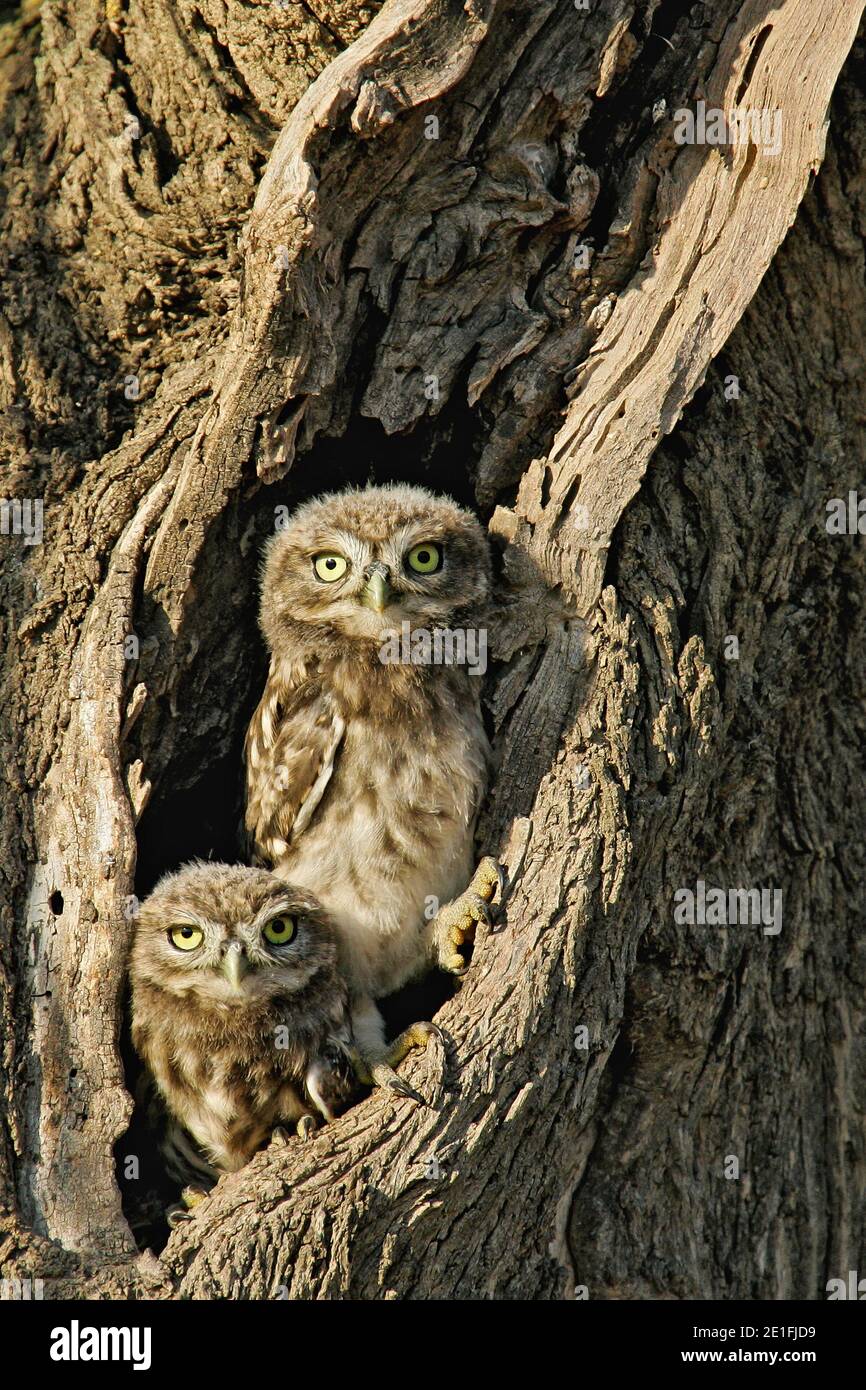 Kleine Eule (Athene noctua) zwei Jungvögel, die vor der Bruthöhle im Olivenbaum, Lleida, Spanien, saßen Stockfoto