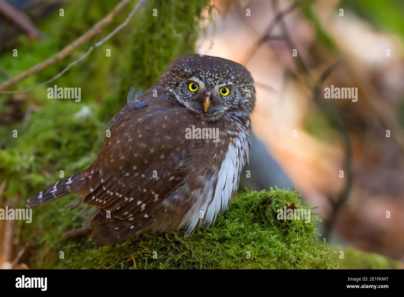 Eurasische Zwergeule (Glaucidium passerinum) auf moosigen Zweig, Hessen, Deutschland Stockfoto